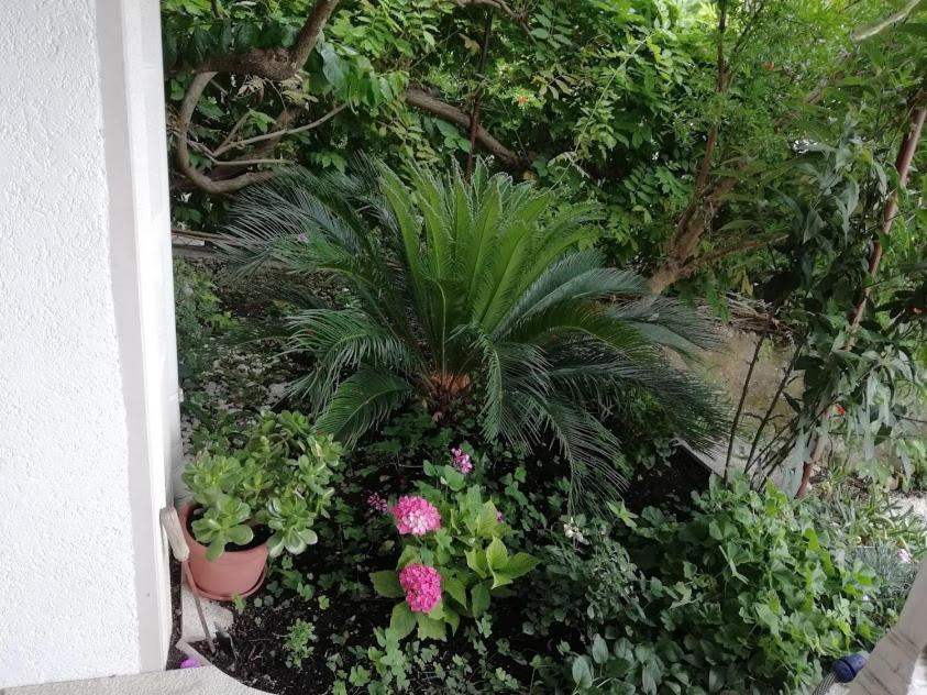 Apartmani Miki Podgora Bagian luar foto